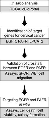 Interplay Between EGFR and the Platelet-Activating Factor/PAF Receptor Signaling Axis Mediates Aggressive Behavior of Cervical Cancer